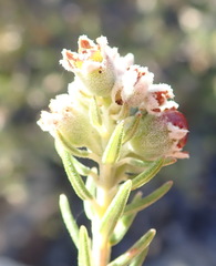 Phylica purpurea pearsonii