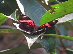 Adelpha lycorias lycorias