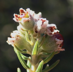 Phylica purpurea pearsonii