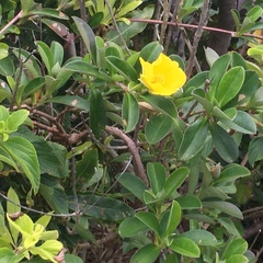 Hibbertia scandens