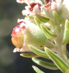 Phylica purpurea pearsonii