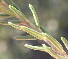 Phylica purpurea pearsonii