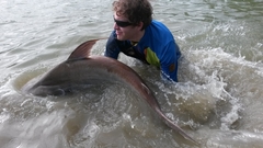 Pangasius sanitwongsei