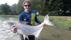 Pangasius sanitwongsei