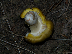 Tricholoma sejunctum