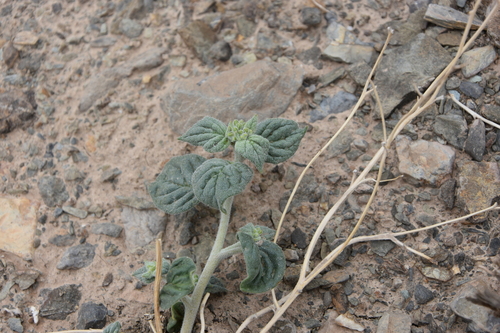 Heliotropium aucheri carmanicum