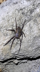 Palystes superciliosus