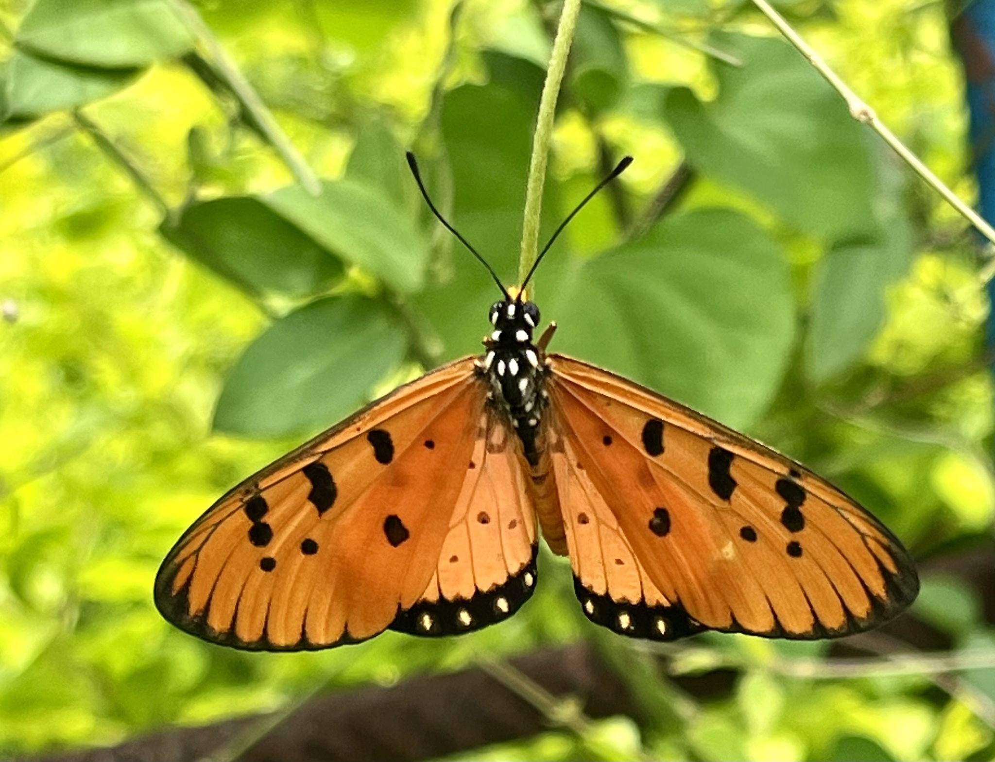 Tawny Coster