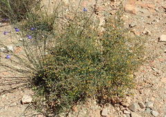 Rafnia capensis capensis