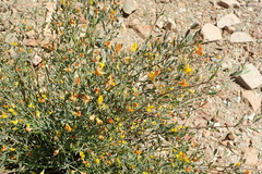 Rafnia capensis capensis