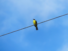 Myiozetetes cayanensis