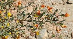 Rafnia capensis capensis