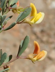 Rafnia capensis capensis