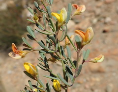 Rafnia capensis capensis