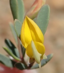 Rafnia capensis capensis