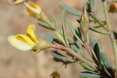 Rafnia capensis capensis