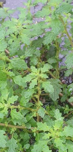 Clammy goosefoot (Dysphania pumilio)