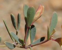 Rafnia capensis capensis