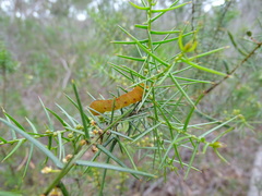 Capusa cuculloides