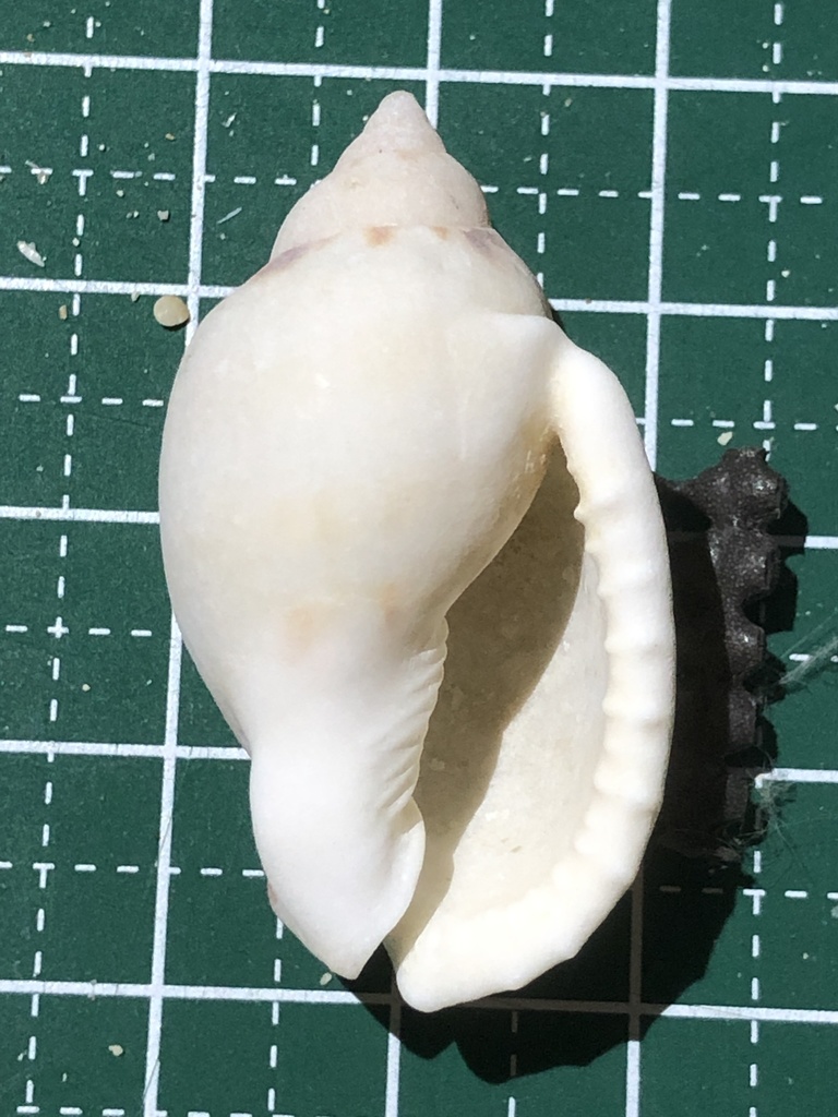 Atlantic casmaria