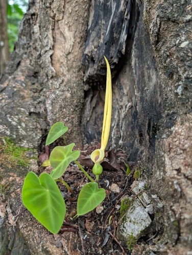 Remusatia pumila
