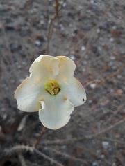 Sesamothamnus benguellensis
