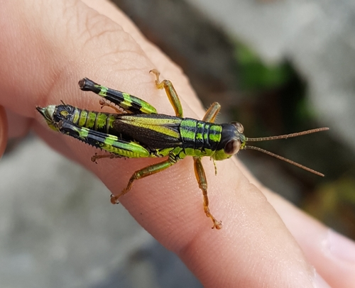 Generoso Mountain Grasshopper