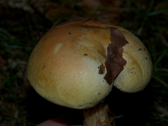 Calonarius olearioides