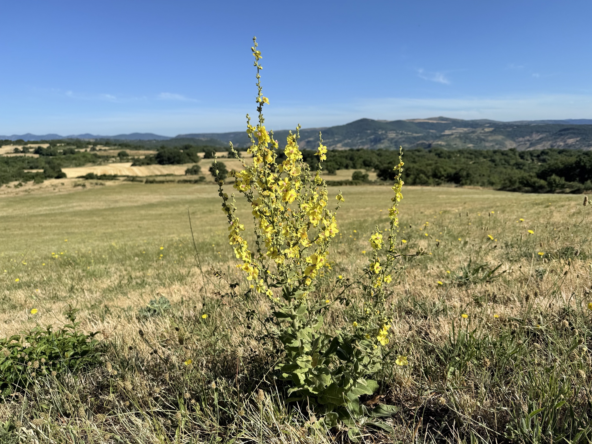 Mullein