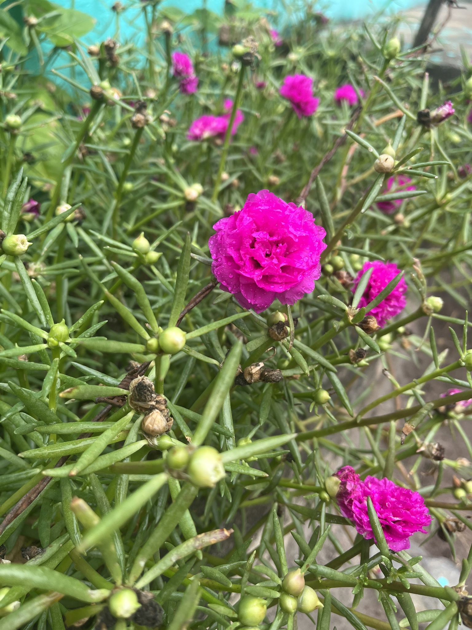 Portulaca grandiflora