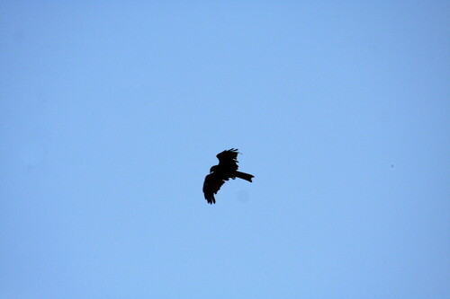 Black Kite