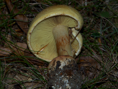 Calonarius olearioides