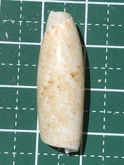Terebellum terebellum