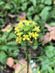 Erysimum cheiranthoides