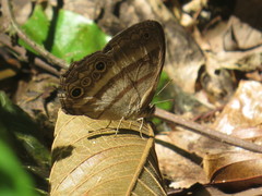 Cissia myncea