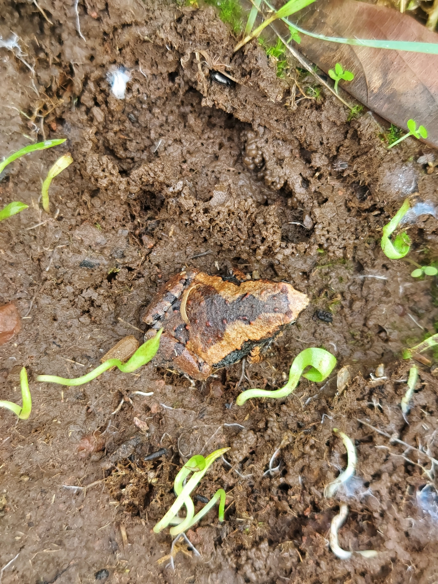 Ornamented Chorus Frog