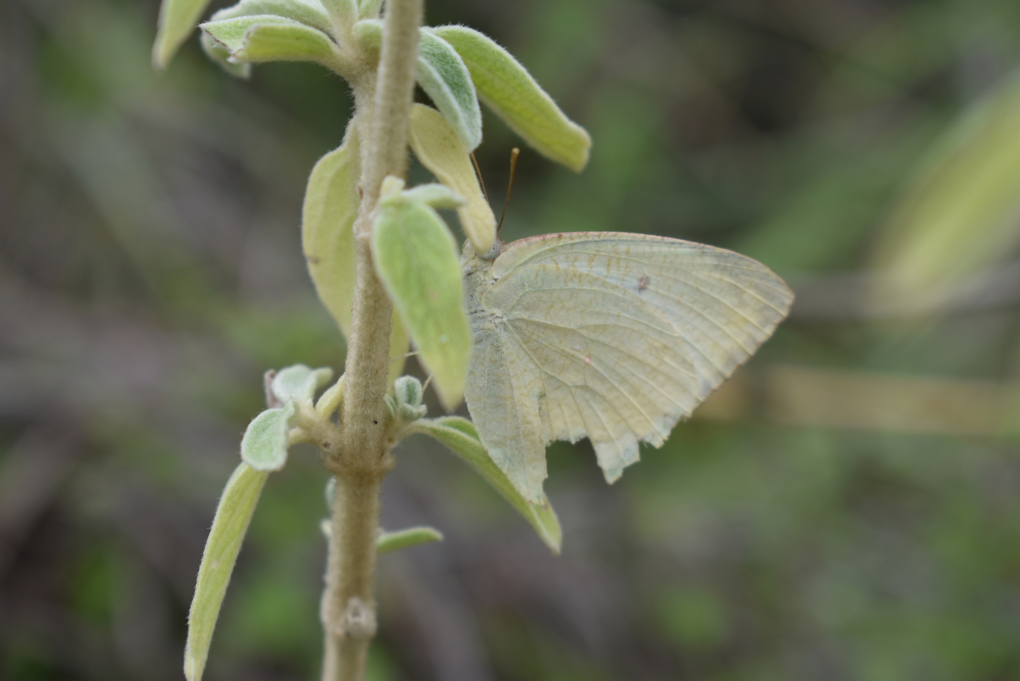 Mottled Emigrant