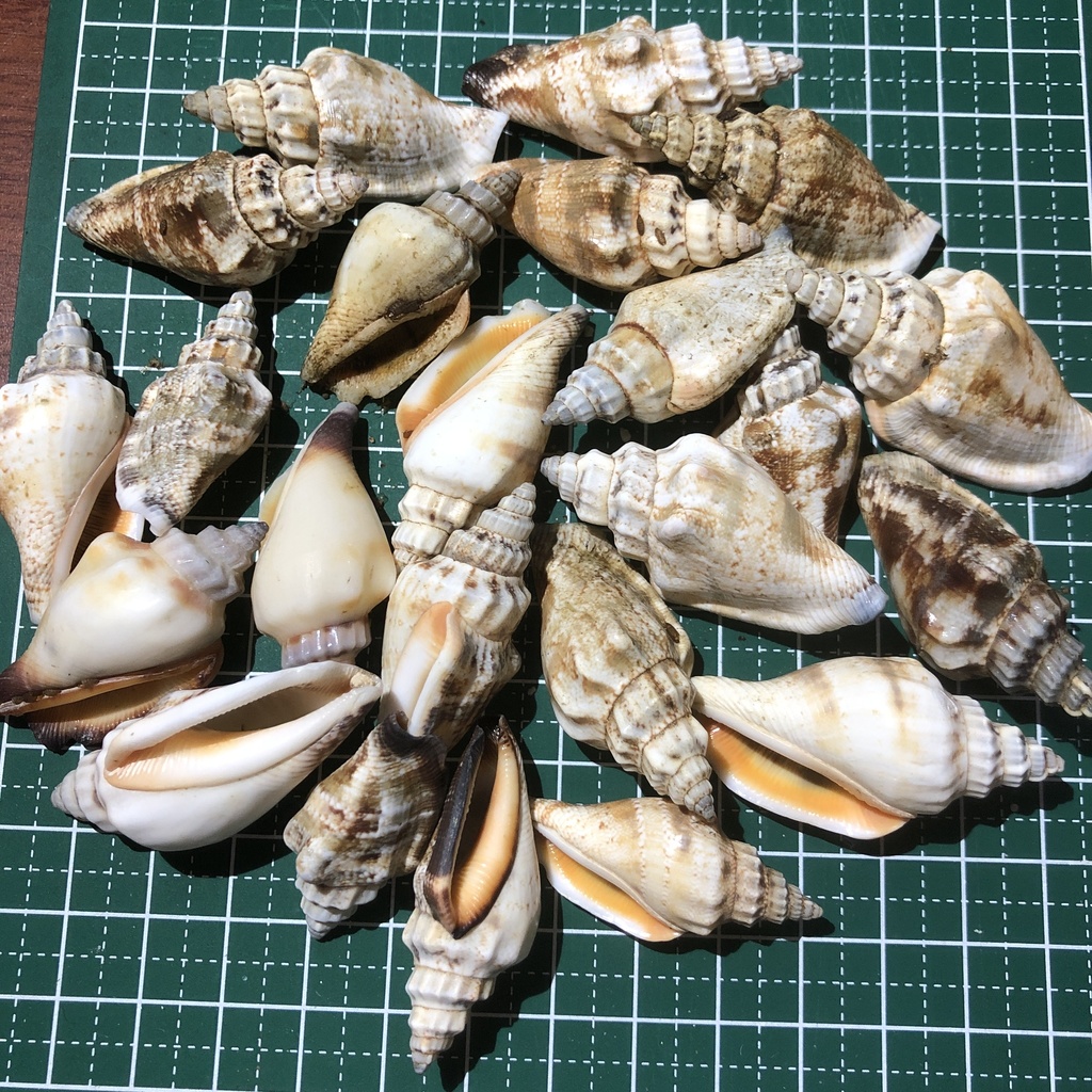 Canarium urceus