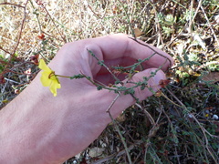 Fumana procumbens