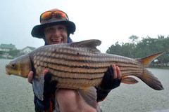 Ikan Temoleh photo 4