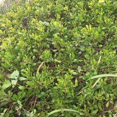 Myoporum boninense