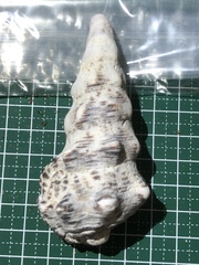 Cerithium nodulosum