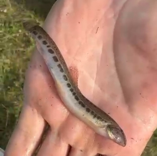 Spine loach (Cobitis taenia) — Cobitidae — 3