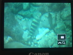 Abudefduf septemfasciatus