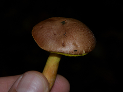 Aureoboletus gentilis