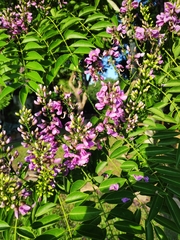 Lonchocarpus violaceus