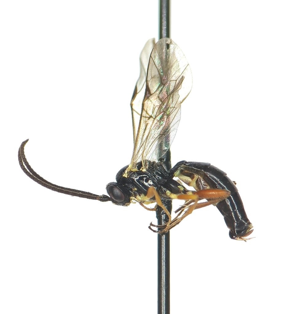 Sussaba punctiventris