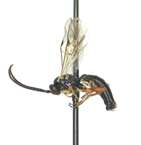 Sussaba punctiventris