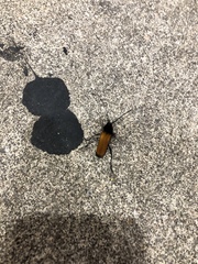 Tragidion coquus