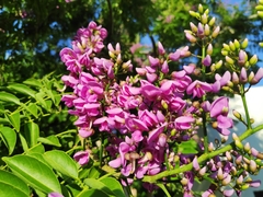 Lonchocarpus violaceus